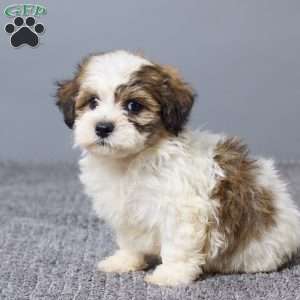 Lukas, Teddy Bear Puppy